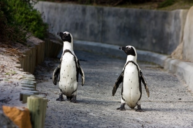 african penguins walking at cement road