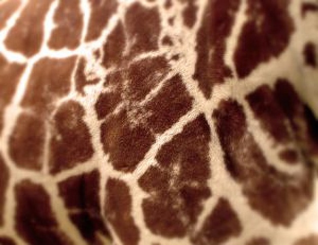 african skin pattern in brown and white