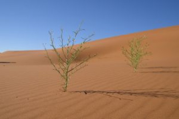 african wildlife  in desert