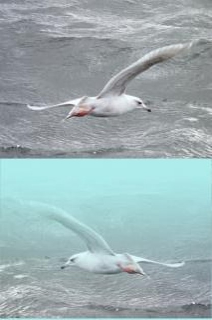 Alaska seabirds Lawrence Island natural about Bird Savoonga  Alaska