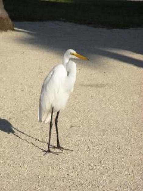 alone Great Egret white Bird egret about Egret Great Blue Heron