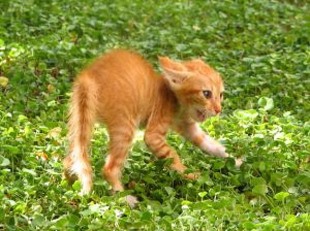 angry kitten walking in grassland with flowers