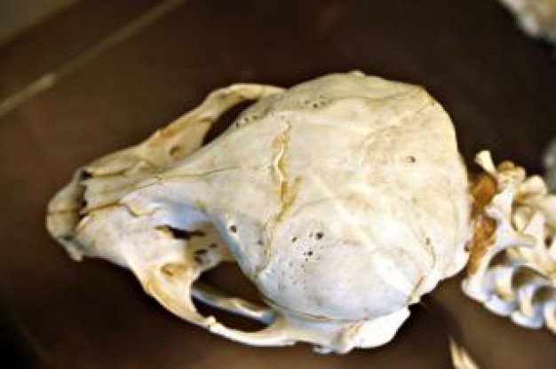 animal Australopithecus skull about Ardipithecus Ardi