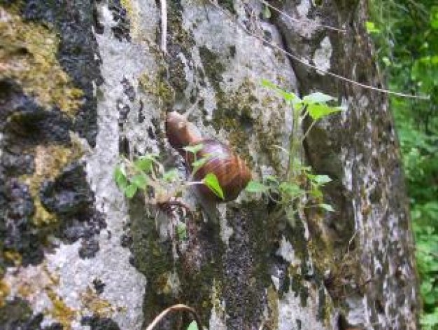 animal crawl up rock wall with lichen