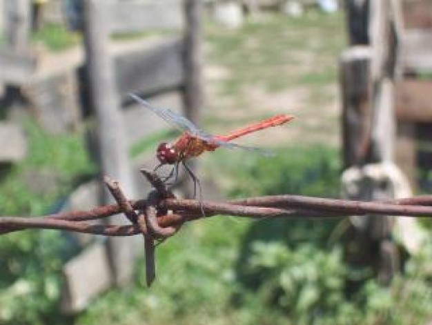 animal dragonfly stopping on Barbwire