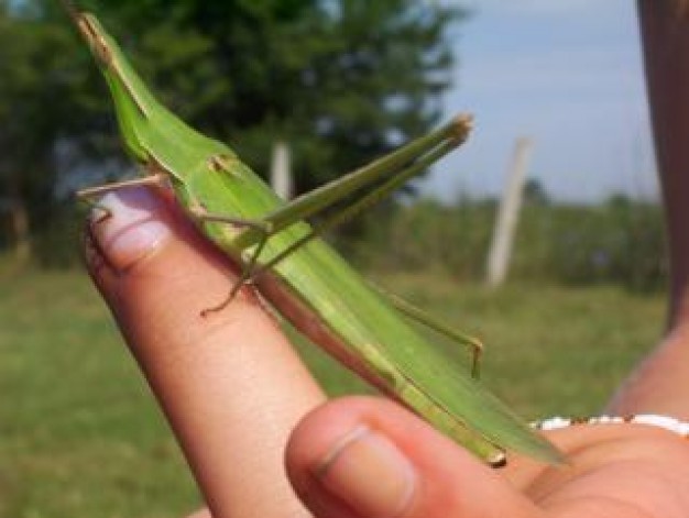 animal Grasshopper green shell about field wild