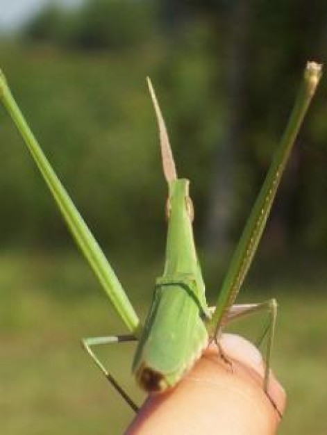 animal green mantis stopping on finger