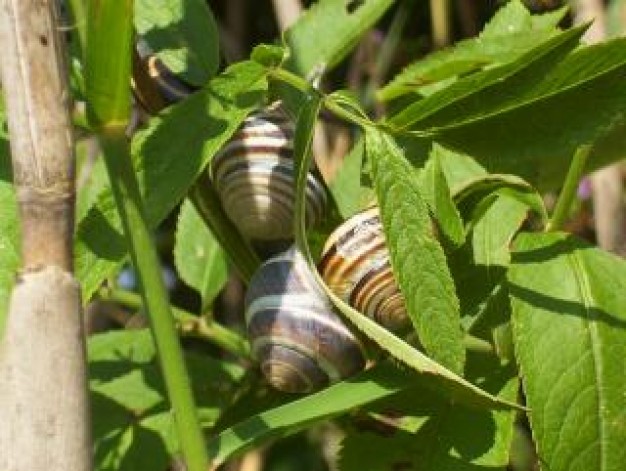animal Pupa cocoons about Butterfly Body