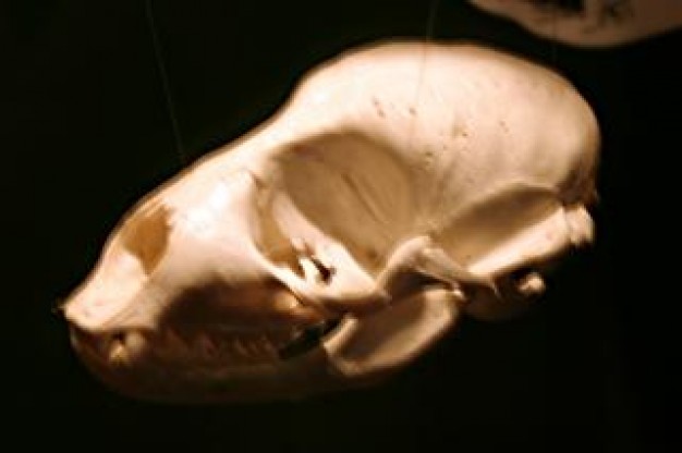 animal Recreation skull scull teeth about death art