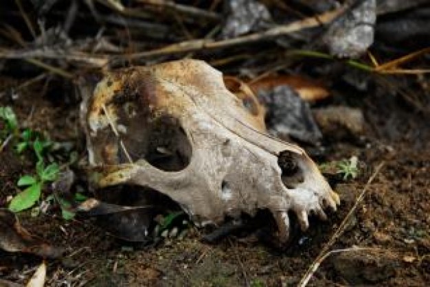 animal skull in the wild with grass at side