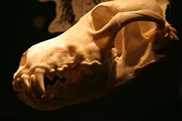 animal skull scull over dark background