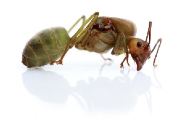 ant close-up feature on white background