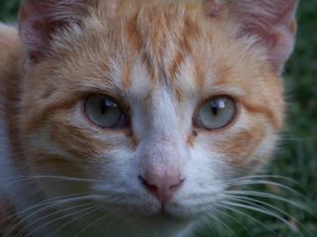 Apache Tomcat curiosity Pets close-up about Cats Recreation