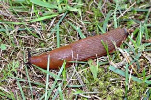 Apple slug Snail crawl over grass about insect life