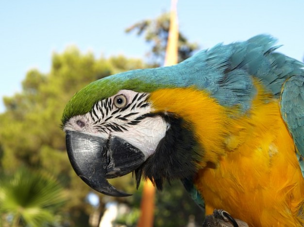 ara bird parrot with colorful feather spring bill animal