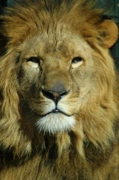 Arctic lion Carnivore face about animal close-up