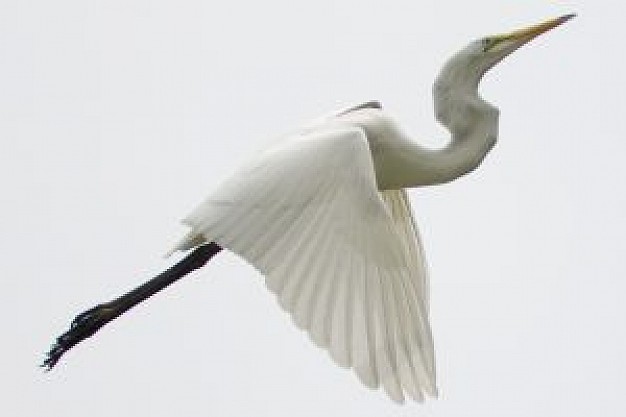 ardea alba crane flying up over white sky