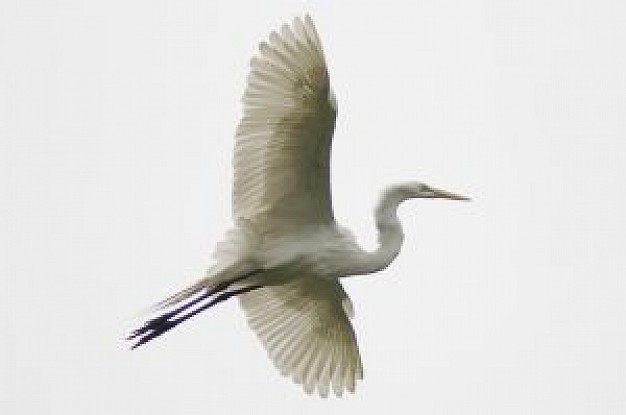 ardea alba crane flying up with white sky