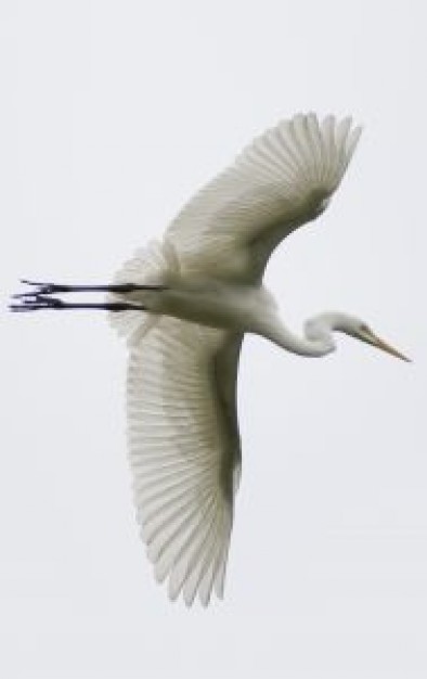 ardea alba flying in bottom view