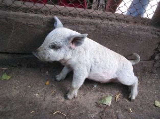 Arianny Celeste little Ultimate Fighting Championship pig standing at side of wall