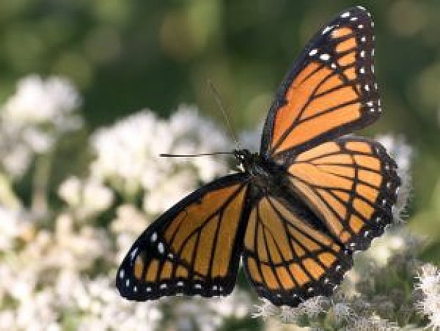 august butterfly stopping on white flowers