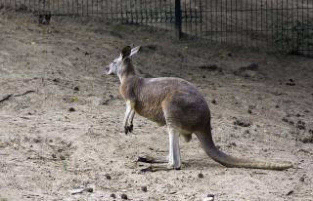 Australia kangaroo creature about Portugal Martin Woods