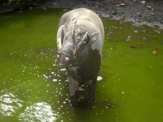 babirusa mandi in Green water pool