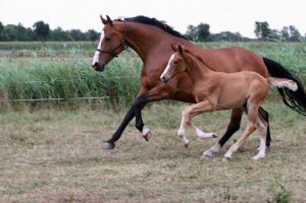 baby and mother horses running in farm with grassland background