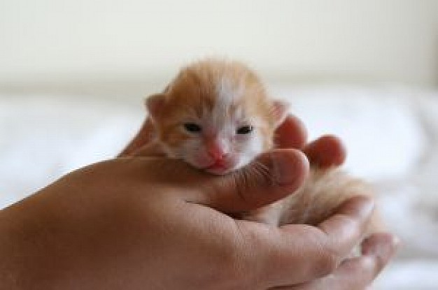 baby kitty on hands indoor