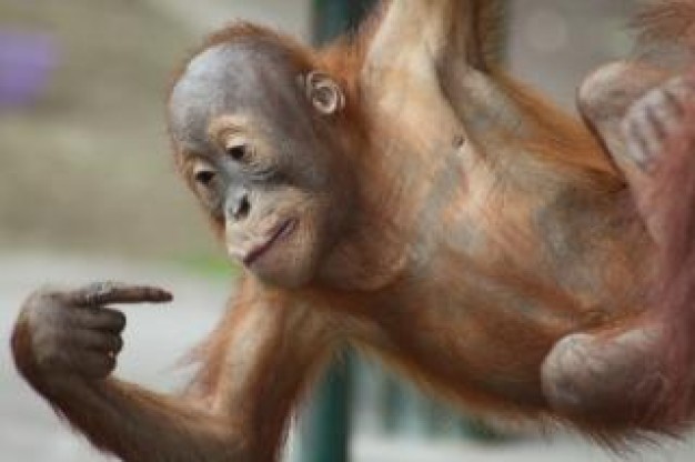 baby orangutan monkey close-up hanging on pipe