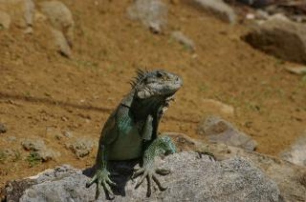 Bahamas iguana Shedd Aquarium lizard about Tourism IUCN Red List