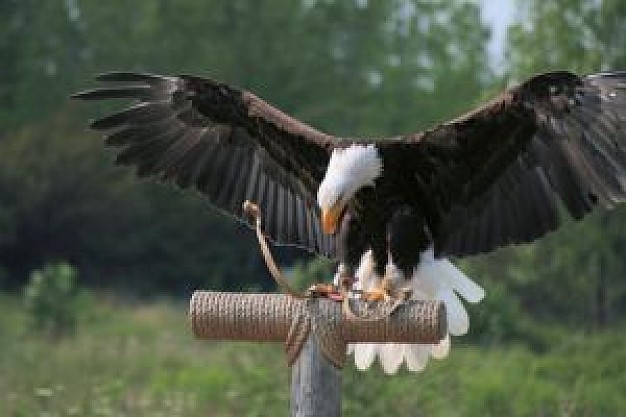 Bald Eagle attacking West Nile virus bald eagle about animal life