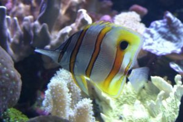 banded fish swimming at side of coralline