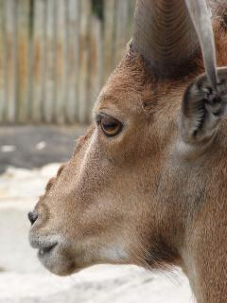 barbary sheep head standing at snow floor