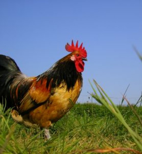 bassette chicken cock walking and hunting in grass