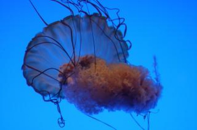 Bay jellyfish sea nature about Cnidaria Biology
