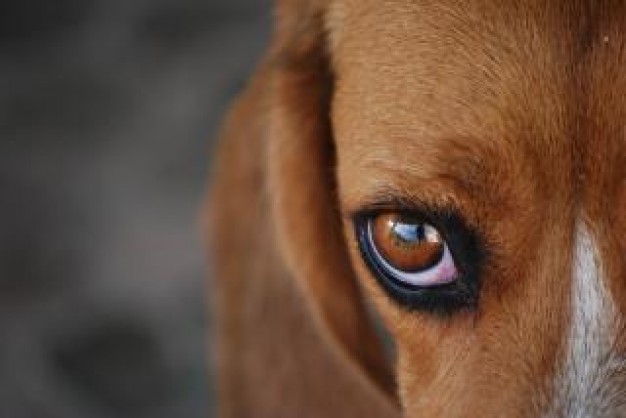 Beagle Dog half front view about home Pets