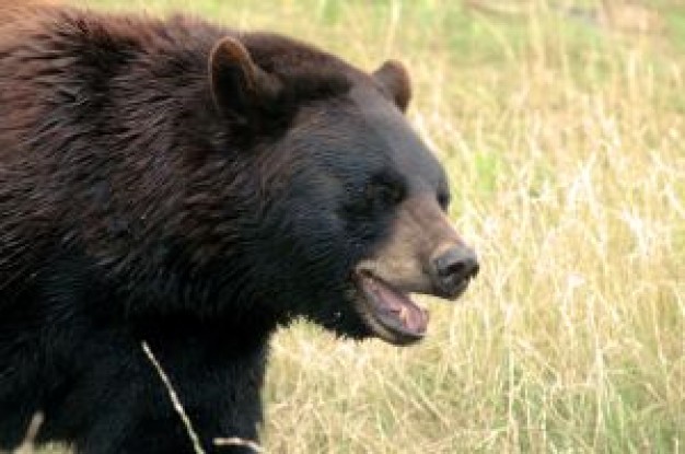 bear happy to see you at the grass