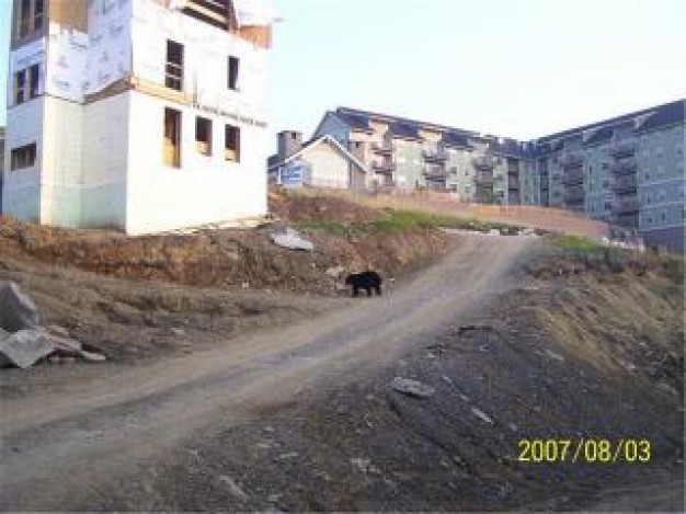 Bear Kentucky in construction zone about country house