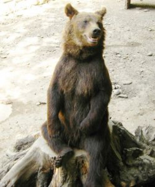 bear sitting on wood stump