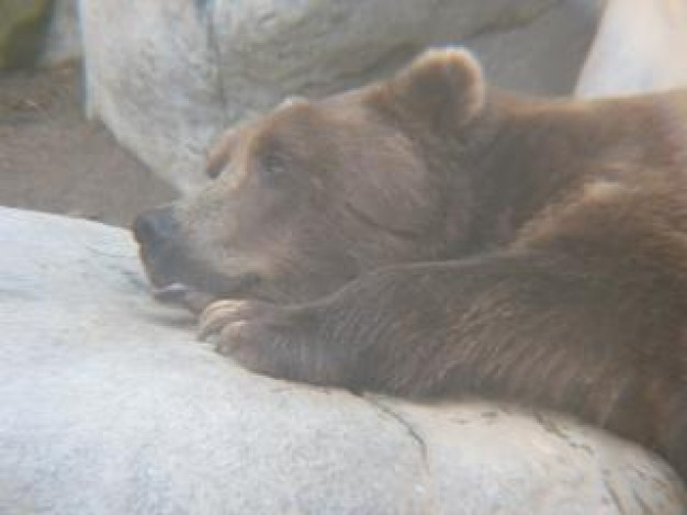 Bear Sleeping on stone in monday mornings