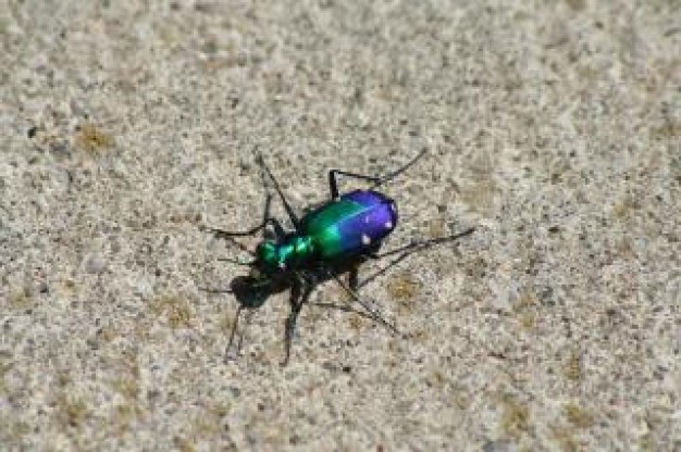 beatle crawling over dust surface