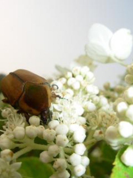 beatle eating a white flower