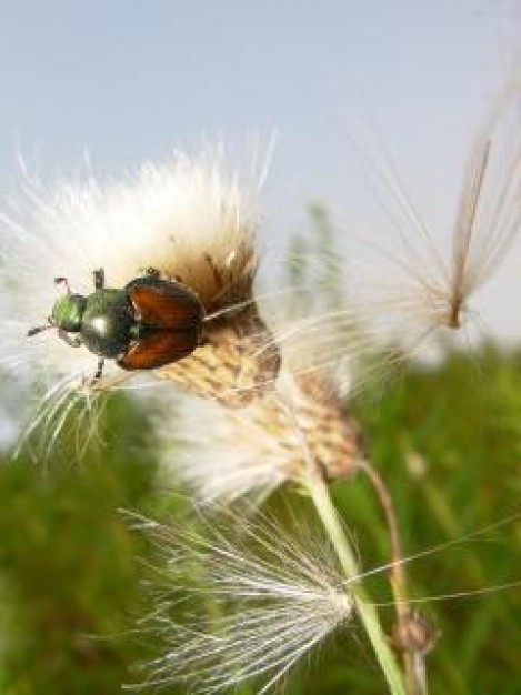 beatle on white flower close-up with brown and green shell