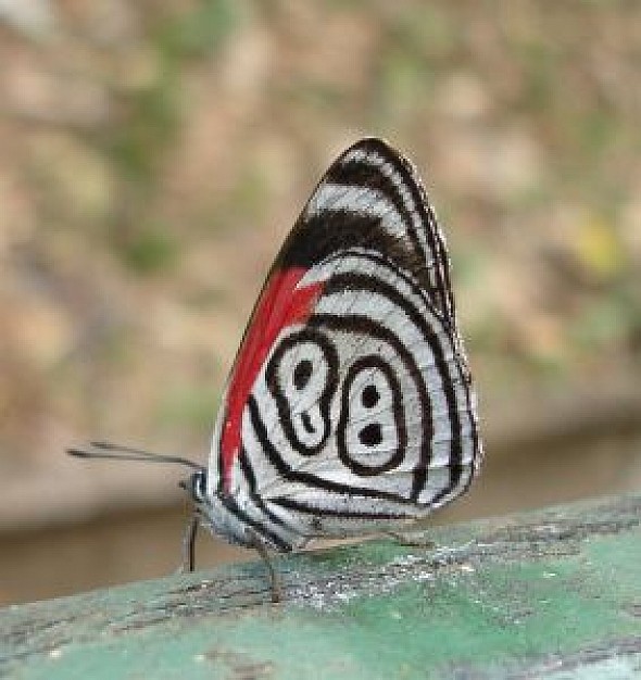 beautiful butterfly facial at iguacu falls brazil