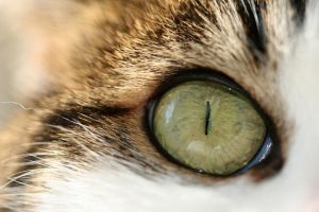 beautiful cat eye close-up facial