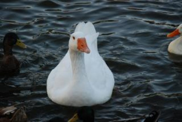 beautiful goose swimming at sea