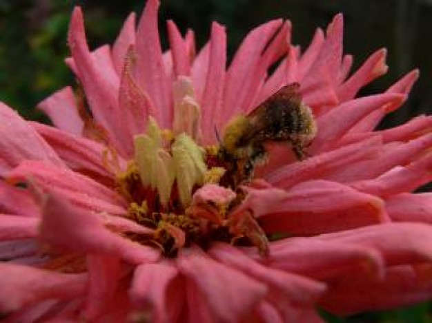 Bee Insect pink flower about Agriculture Bumblebee