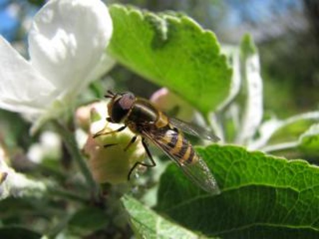 bee summer stopping on white flower