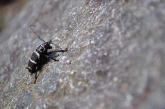 beetle crawling over a rock surface